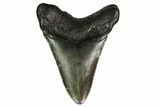 Juvenile Megalodon Tooth - South Carolina #164950-2